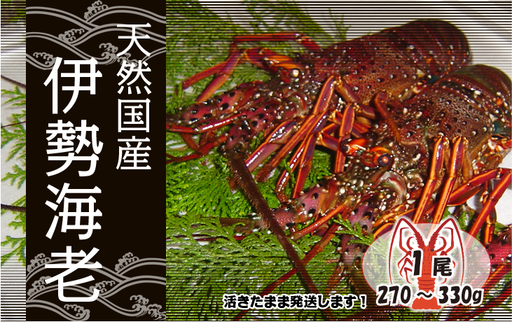 天然国産伊勢海老 活きたまま発送 大きめサイズ 1尾 270〜330g