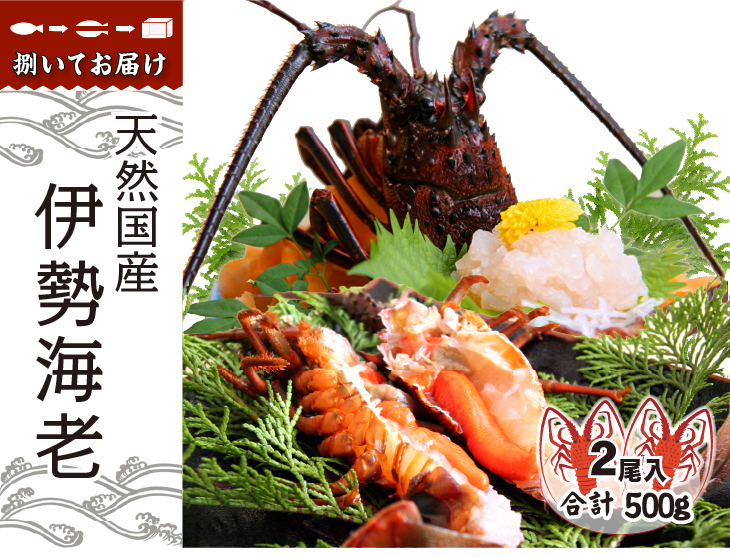 天然国産伊勢海老 捌いてお届けします。標準サイズ 2尾セット（合計 500g）