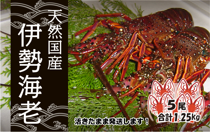 天然国産伊勢海老 活きたまま発送 標準サイズ 5尾入 1.25ｋg 