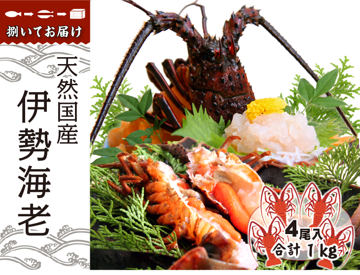 天然国産伊勢海老 捌いてお届けします。標準サイズ 4尾セット(合計 1kg)