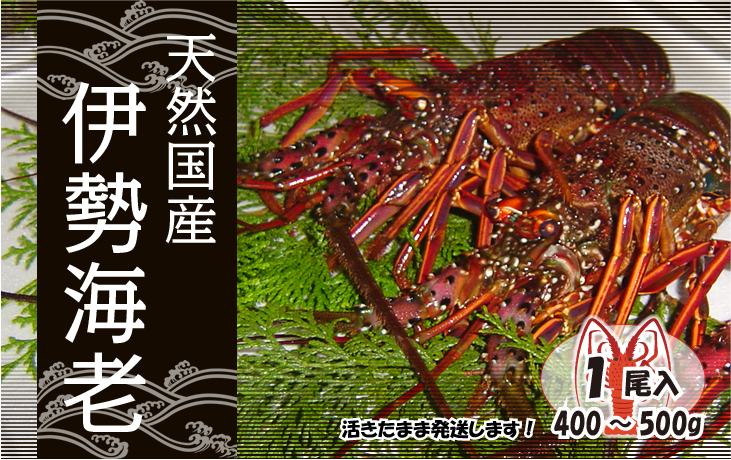 天然国産伊勢海老 活きたまま発送 大サイズ 1尾 400〜500g