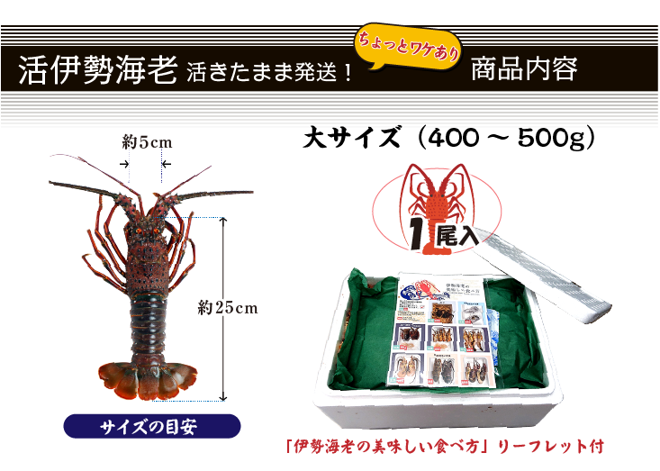 活きたまま発送 伊勢海老 商品内容