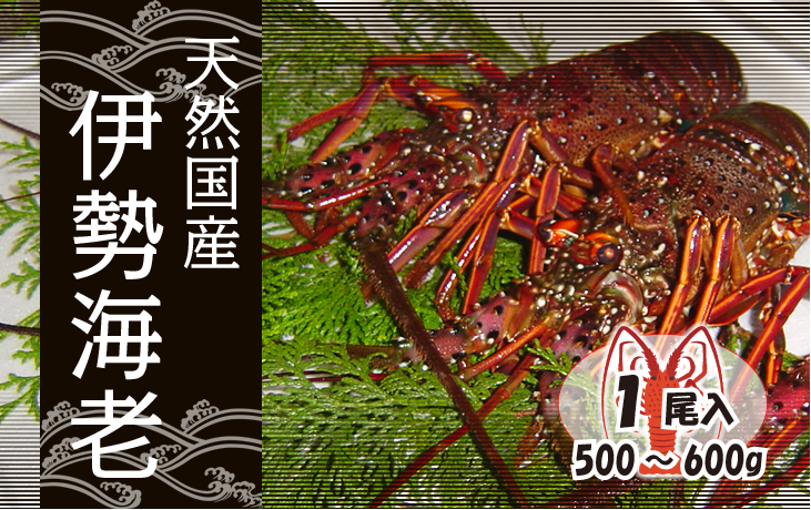 天然国産伊勢海老 活きたまま発送 大サイズ