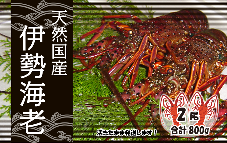 天然国産伊勢海老 活きたまま発送 大サイズ 2尾入 合計800g