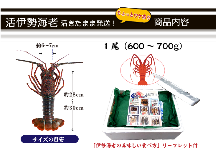 活き銚子黒潮海老（伊勢海老）　大サイズ 先行予約】2025年8月～発送 活き〆冷凍銚子黒潮海老（伊勢海老