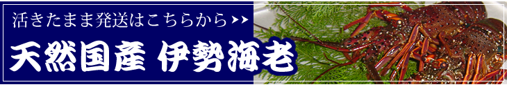 天然国産「ちょっと訳あり」伊勢海老はこちらから