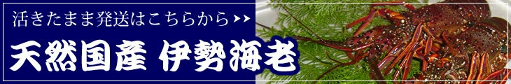 天然国産 伊勢海老「活きたまま発送」はこちらから