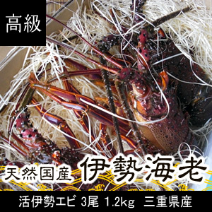 高級伊勢海老 3尾入り合計1.2kg