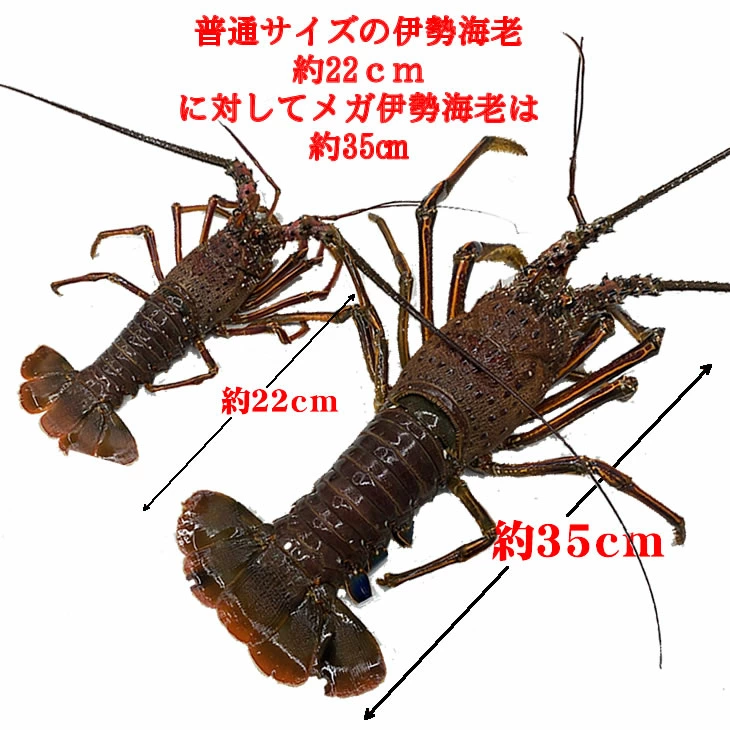 特大伊勢海老 活きたまま発送 メガサイズ 3〜5尾入 3kg以上 送料無料 [活伊勢海老] : iseebi-mega-3 :  まるか水産Yahoo!店 - 通販 - Yahoo!ショッピング