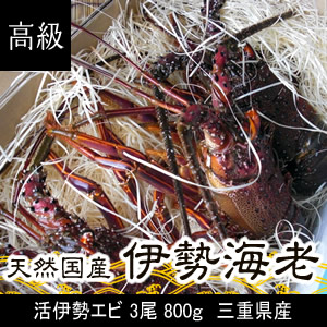 高級伊勢海老 3尾入り合計800g