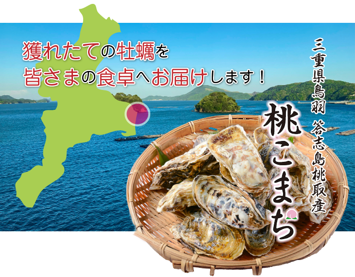獲れたての牡蠣を、皆様の食卓へお届けします！三重県鳥羽、答志島桃取産、ブランド牡蠣「桃こまち」