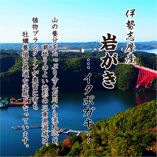 伊勢志摩 的矢湾産 岩がき(イタボガキ)