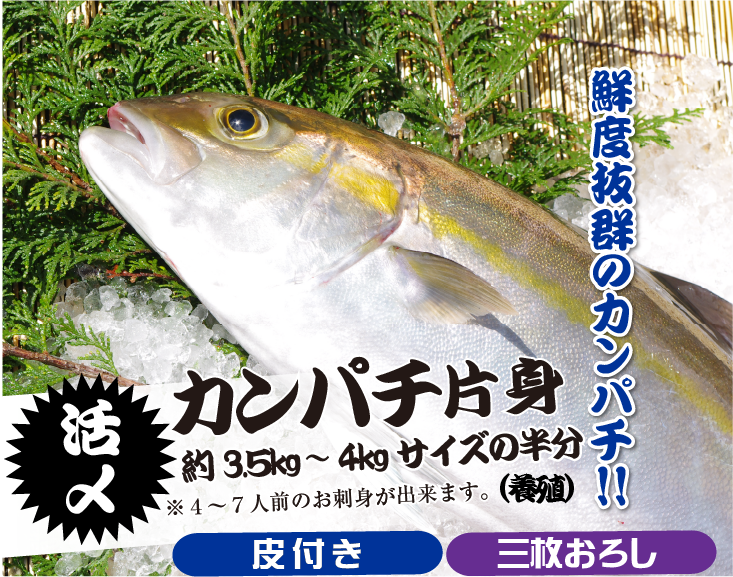 脂の乗った鮮度抜群のカンパチ!! 活〆カンパチ約3.5kg〜4kg(養殖)