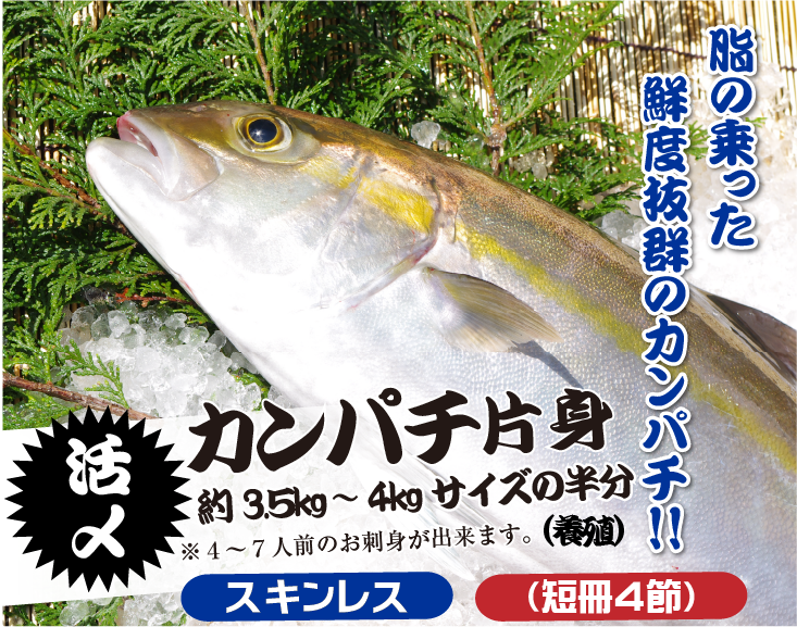 脂の乗った鮮度抜群のカンパチ!! 活〆カンパチ約3.5kg〜4kg（養殖）