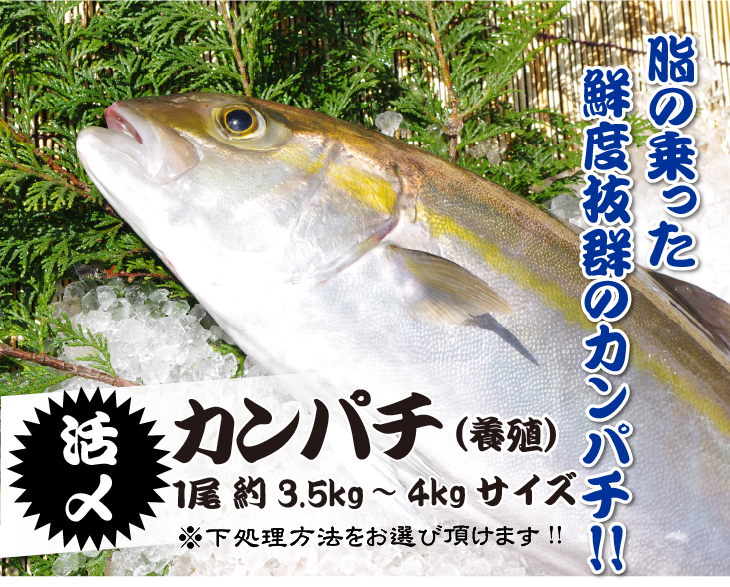 脂の乗った鮮度抜群のカンパチ!! 活〆カンパチ約3.5kg〜4kg（養殖）