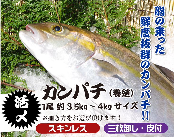 脂の乗った鮮度抜群のカンパチ!! 活〆カンパチ約3.5kg〜4kg（養殖）
