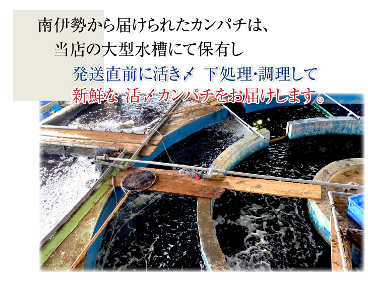 発送直前に活き締〆調理して迅速に新鮮な活〆カンパチをお届けします。