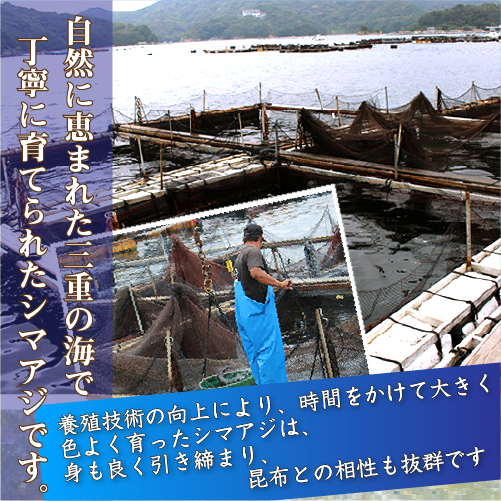 三重県南伊勢町で育てられた縞鯵