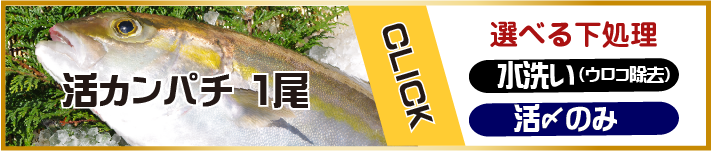 活〆カンパチ1尾（養殖）下処理選べます