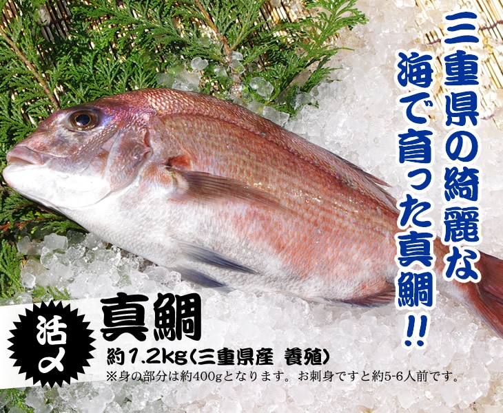 MADAIGAME 270/UD 真鯛 d26136166d099301d564ddafb50fca