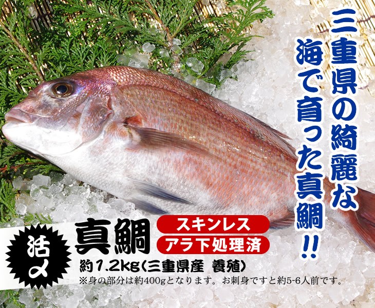 三重県の綺麗な海で育った真鯛!!活〆真鯛約1.2kg（三重県産養殖）／スキンレス・アラ下処理済