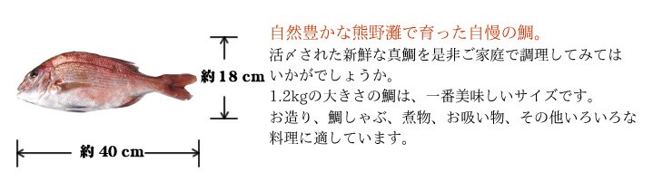 自然豊かな熊野灘で育った自慢の鯛。／約18cm×約40cm