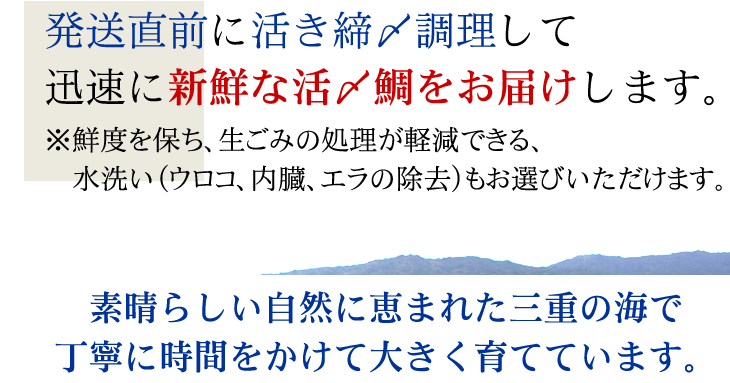 発送直前に活き締〆調理して迅速に新鮮な活〆鯛をお届けします。また素晴らしい自然に恵まれた三重の海で丁寧に時間をかけて大きく育てています。