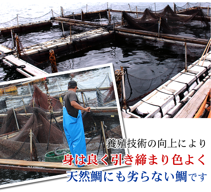 養殖技術の向上により身は良く引き締まり色よく天然鯛にも劣らない鯛です