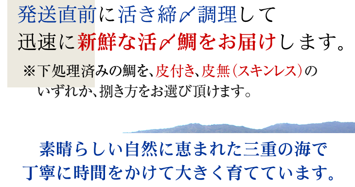 発送直前に活き締〆調理して迅速に新鮮な活〆鯛をお届けします。また素晴らしい自然に恵まれた三重の海で丁寧に時間をかけて大きく育てています。