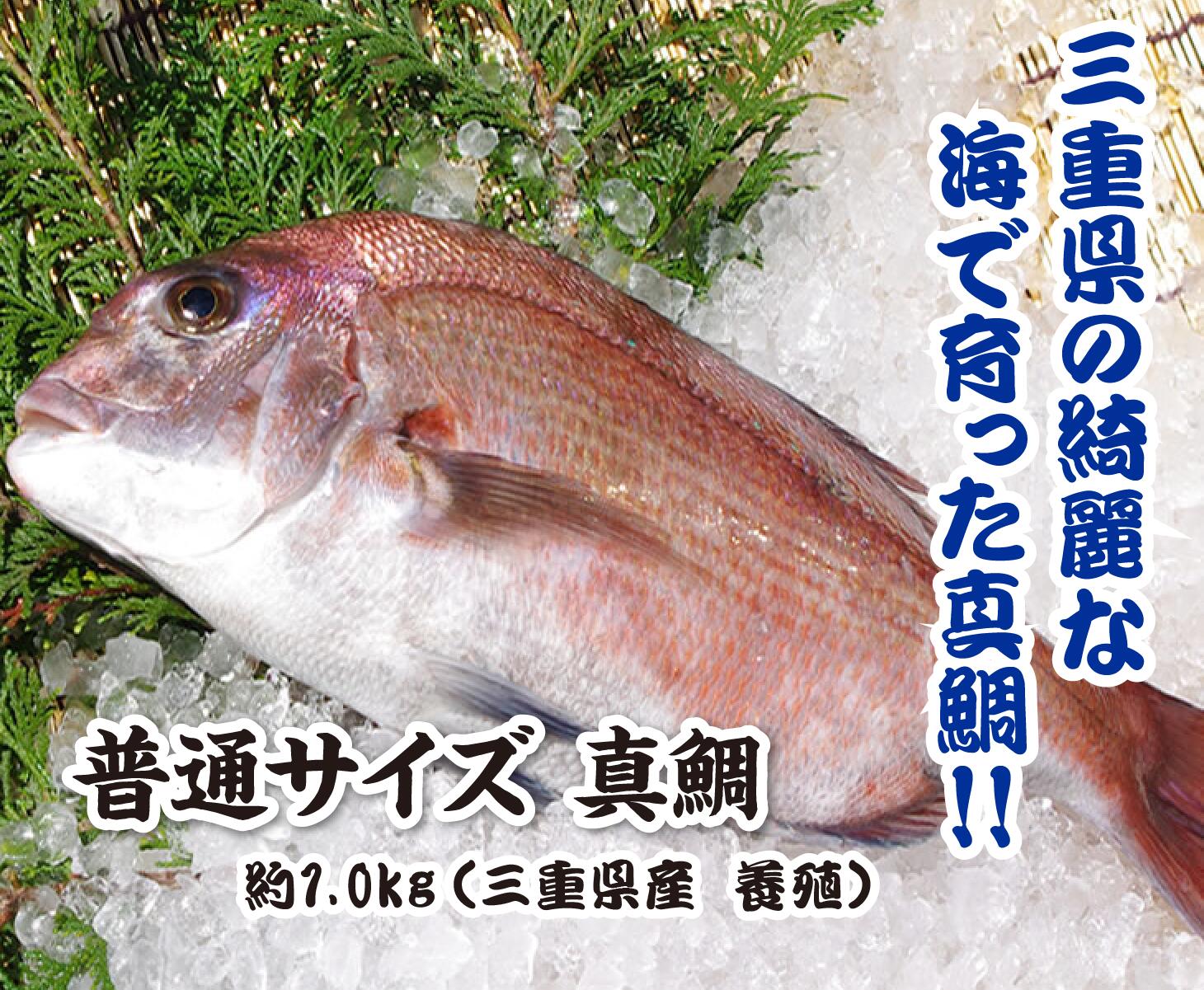 三重県の綺麗な海で育った真鯛!!活〆真鯛約1.0kg（三重県産養殖）／スキンレス・アラ下処理済
