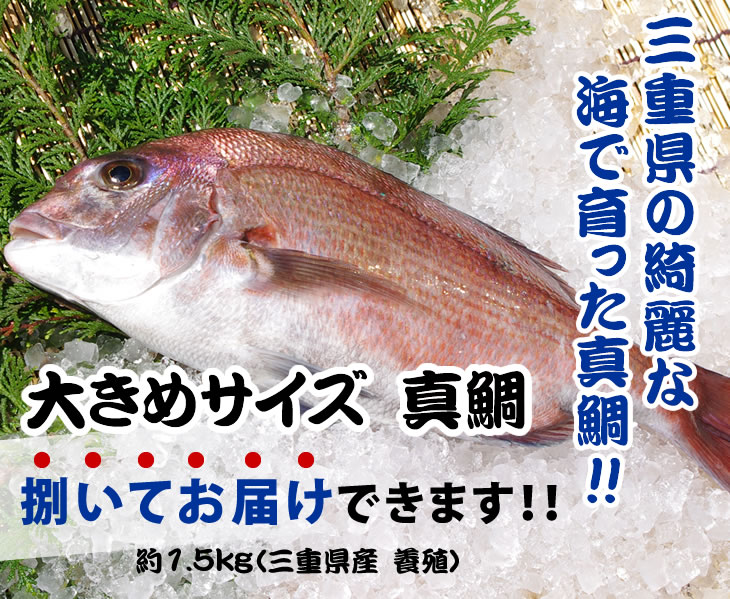 三重県の綺麗な海で育った真鯛!!活〆真鯛約1.5kg（三重県産養殖）／三枚おろし・皮付き又はスキンレス・アラ下処理済