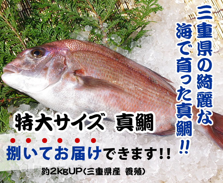 三重県の綺麗な海で育った真鯛!!活〆真鯛約2.0kg up（三重県産養殖）／三枚おろし・皮付き又はスキンレス・アラ下処理済