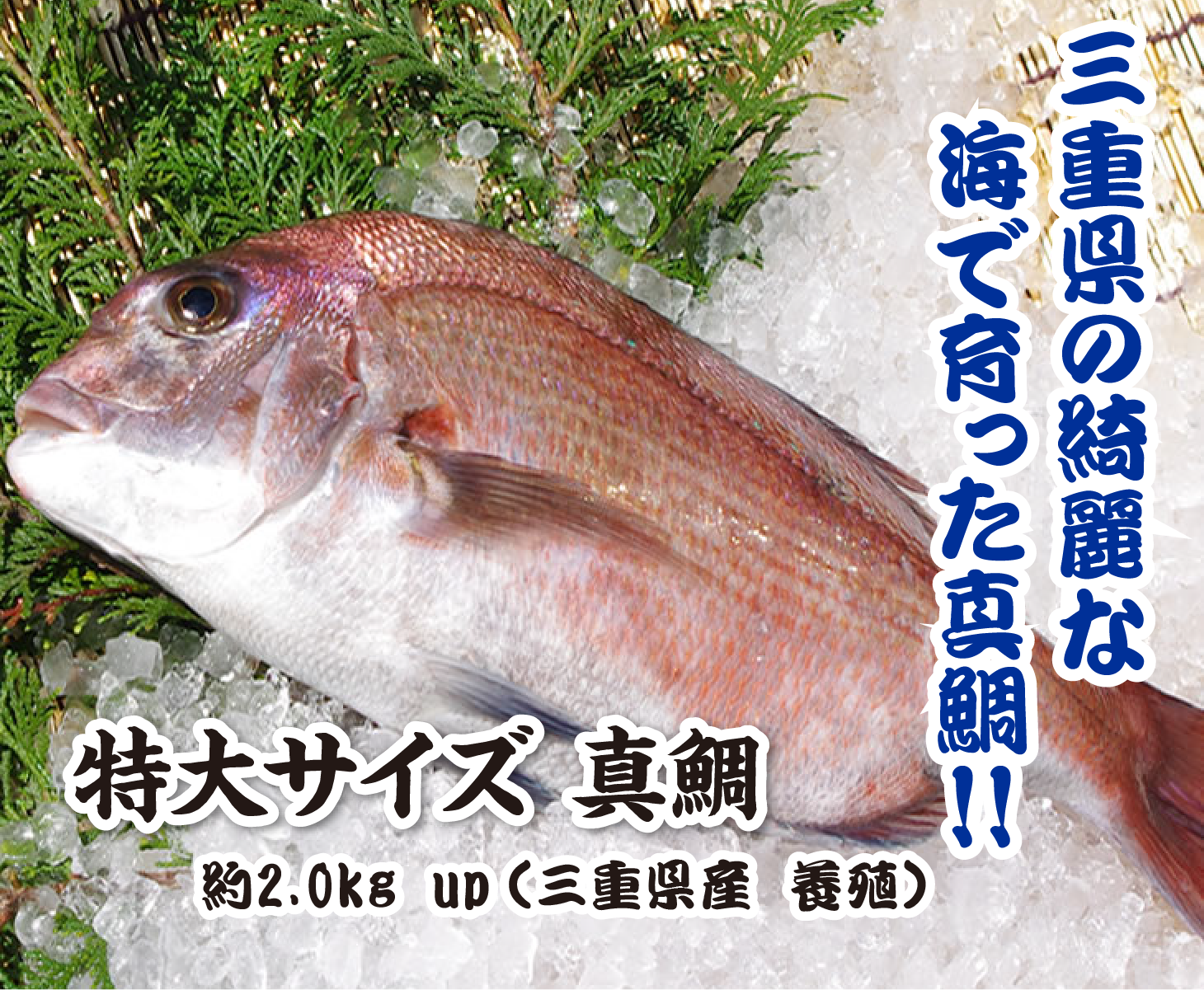三重県の綺麗な海で育った真鯛!!活〆真鯛約1.5kg(三重県産養殖)/スキンレス・アラ下処理済