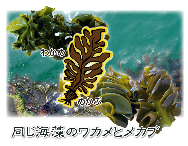 ワカメと同じ海藻のメカブ