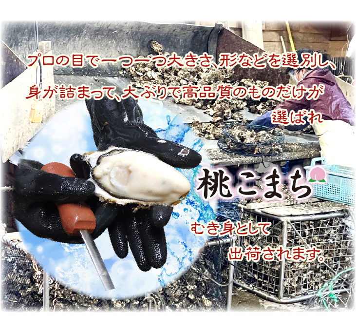三重県のカキ安心システムを用いた、専用の浄化槽にて、滅菌洗浄してから、冷凍保存した牡蠣をお届けします