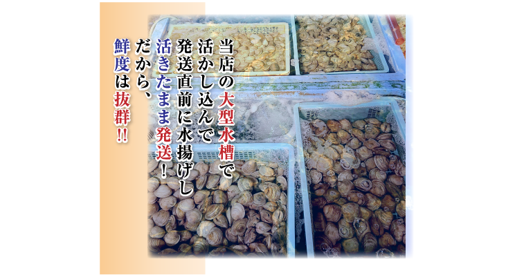 当店の大型水槽で活かし込んで、発送直前に活きたまま発送します。だから鮮度は抜群！！