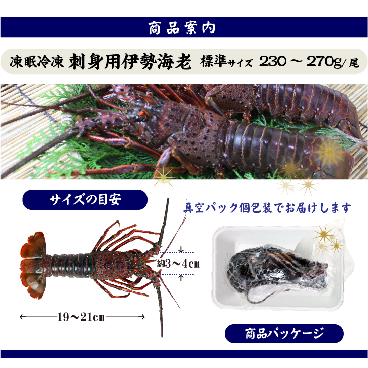 凍眠冷凍 刺身用伊勢海老 メガサイズ3〜5尾入、3kg以上 商品案内