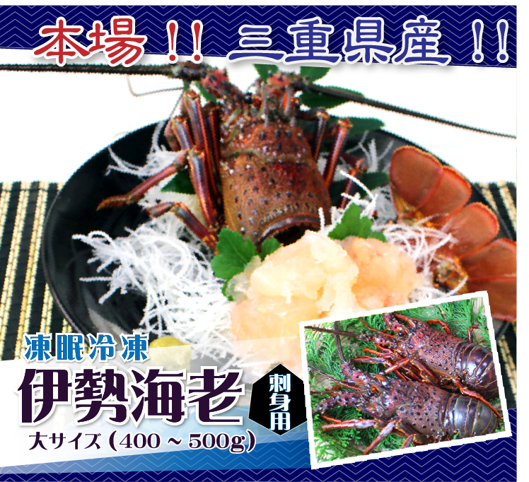 本場!!三重県産!!凍眠冷凍 刺身用伊勢海老 大サイズ 1尾 400〜500g 送料無料[刺身用伊勢海老]