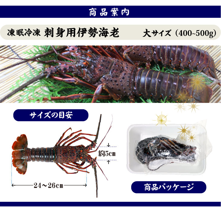 凍眠冷凍 刺身用伊勢海老 大サイズ 1尾 400〜500g　商品案内