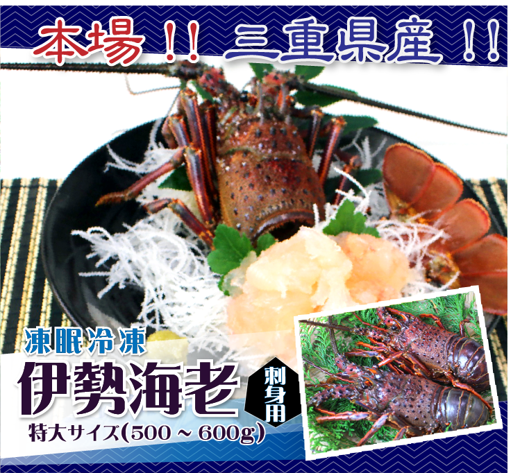 本場!!三重県産!!凍眠冷凍 刺身用伊勢海老 特大サイズ 1尾 500〜600g 送料無料[刺身用伊勢海老]
