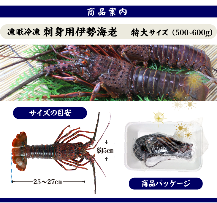 凍眠冷凍 刺身用伊勢海老 特大サイズ 1尾 500〜600g　商品案内