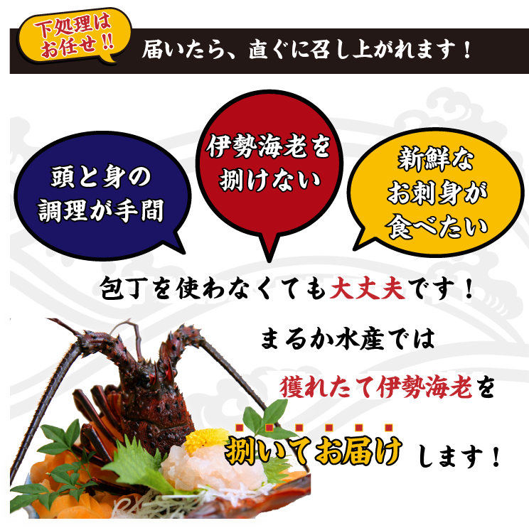 下処理はお任せ！まるか水産では、獲れたての伊勢海老を捌いてお届けします！