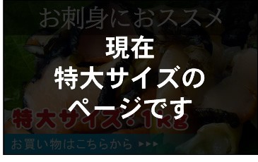 お刺身におススメ-特大サイズ1キロ