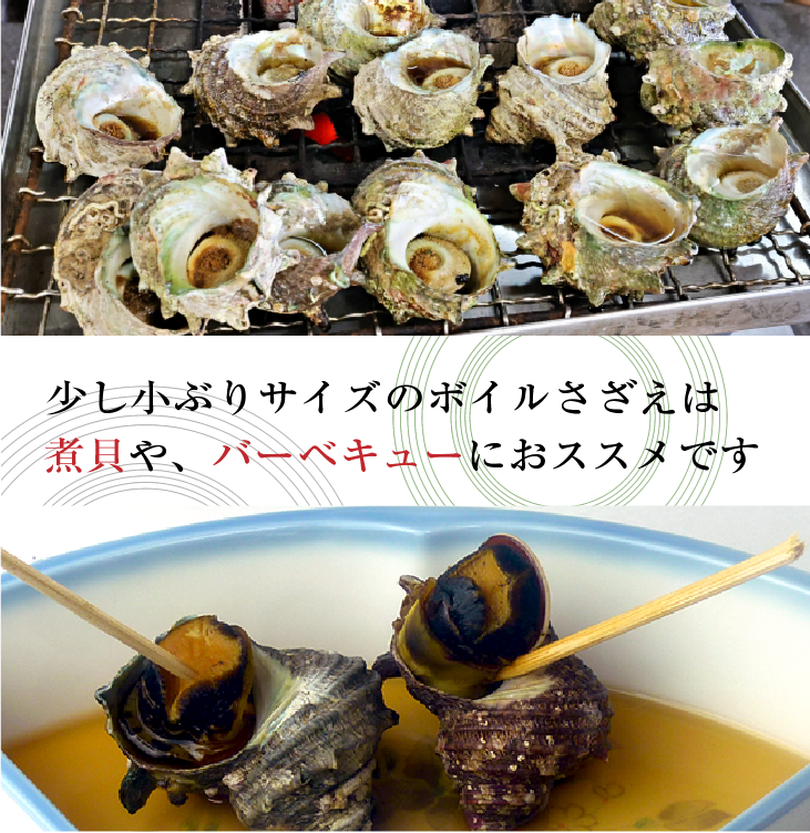 少し小ぶりサイズのボイルさざえは、煮貝やバーベキューにおススメです。
