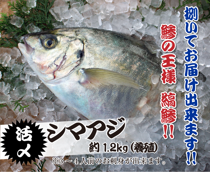 鯵の王様「縞鯵」捌いてお届けできます