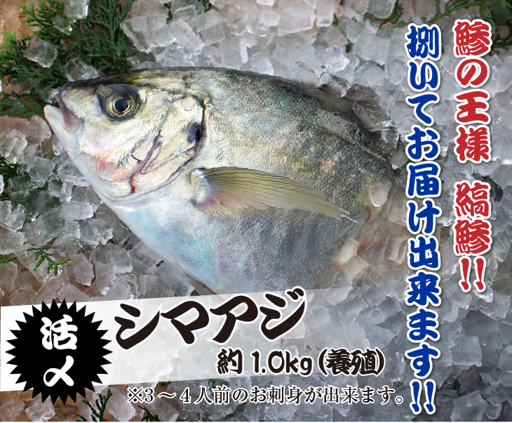 鯵の王様「縞鯵」捌いてお届けできます