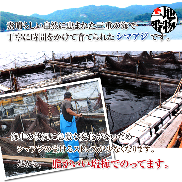 素晴らしい自然に恵まれた三重の海で、丁寧に時間をかけて育てられたシマアジです。
