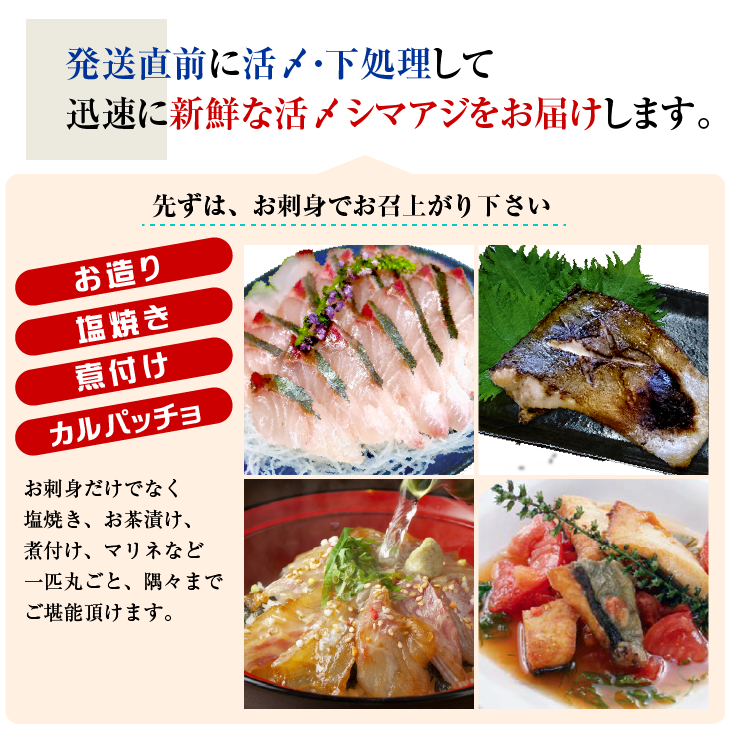 発送直前に活〆・下処理して、迅速に新鮮なシマアジをお届けします。