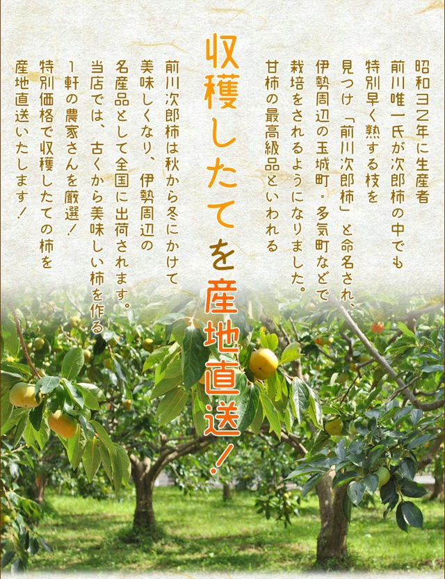 柿 次郎柿６ｋｇ 送料無料 伊勢の特産品 前川次郎柿 契約農家限定品 種なし甘柿の最高級品が無選別の訳あり特価 冬季限定  :jirou6kg:伊勢鳥羽志摩特産横丁 - 通販 - Yahoo!ショッピング