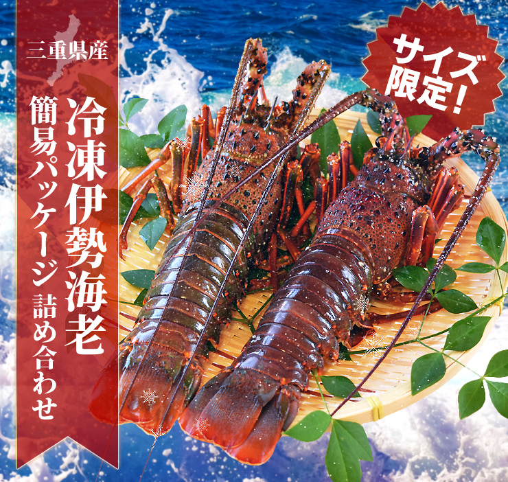 伊勢海老 三重県産 ２尾で９００ｇ サイズ限定特別価格 送料無料 刺身